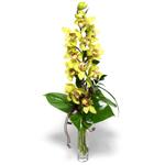  Online Ankara Sincan iek sat  cam vazo ierisinde tek dal canli orkide