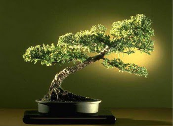 ithal bonsai saksi �i�egi  Ankara Sincan �i�ek sipari�i vermek 