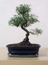 ithal bonsai saksi iegi  Ankara Sincan 14 ubat sevgililer gn iek 