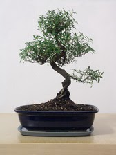 ithal bonsai saksi �i�egi  Ankara Sincan 14 �ubat sevgililer g�n� �i�ek 