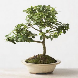ithal bonsai saksi �i�egi  Ankara Sincan yurti�i ve yurtd��� �i�ek sipari�i 