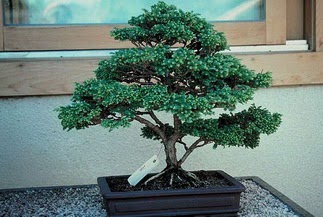 ithal bonsai saksi �i�egi  Ankara Sincan �i�ek ma�azas� , �i�ek�i adresleri 