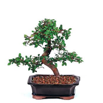 ithal bonsai saksi �i�egi  Ankara Sincan 14 �ubat sevgililer g�n� �i�ek 