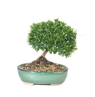 ithal bonsai saksi iegi  Ankara Sincan iek online iek siparii 