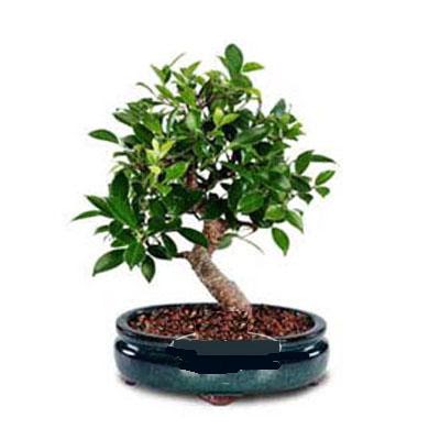 ithal bonsai saksi �i�egi  Ankara Sincan online �i�ek g�nderme sipari� 