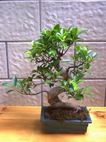 ithal bonsai saksi �i�egi  Ankara Sincan g�venli kaliteli h�zl� �i�ek 