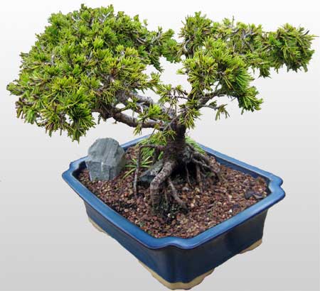 ithal bonsai saksi �i�egi  Ankara Sincan �i�ek sipari�i vermek 
