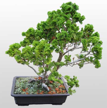 ithal bonsai saksi iegi  Online Ankara Sincan iek sat 