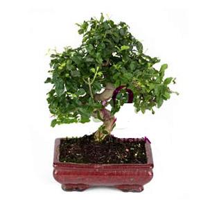 ithal bonsai saksi �i�egi  Ankara Sincan kaliteli taze ve ucuz �i�ekler 