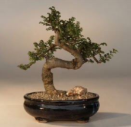 ithal bonsai saksi �i�egi  Ankara Sincan �i�ek ma�azas� , �i�ek�i adresleri 