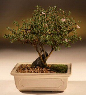 ithal bonsai saksi �i�egi  Ankara Sincan �i�ek yolla , �i�ek g�nder , �i�ek�i  