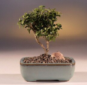  Ankara Sincan ucuz �i�ek g�nder  ithal bonsai saksi �i�egi  cicek siparisi Ankara Sincan cicek , cicekci 