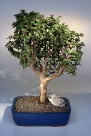  Ankara Sincan hediye �i�ek yolla  ithal bonsai saksi �i�egi  Ankara Sincan cicekciler , cicek siparisi 