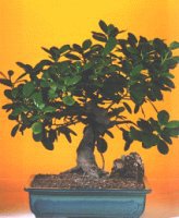  Ankara Sincan �i�ek�i ma�azas�  ithal bonsai saksi �i�egi  Ankara Sincan uluslararas� �i�ek g�nderme 