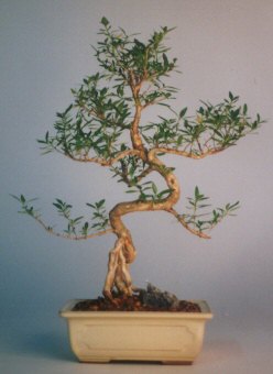  Ankara Sincan �i�ek sipari�i sitesi  ithal bonsai saksi �i�egi  Ankara Sincan 14 �ubat sevgililer g�n� �i�ek 