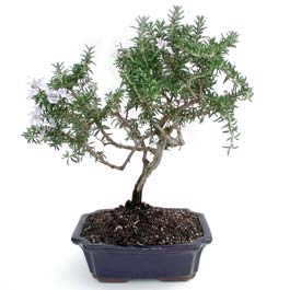 ithal bonsai saksi �i�egi  Ankara Sincan �i�ek�i ma�azas� 