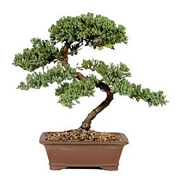 ithal bonsai saksi �i�egi  Ankara Sincan �i�ek , �i�ek�i , �i�ek�ilik 
