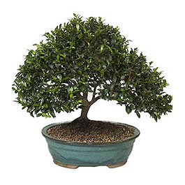  Online Ankara Sincan �i�ek�iler  ithal bonsai saksi �i�egi  Ankara Sincan �i�ek , �i�ek�i , �i�ek�ilik 