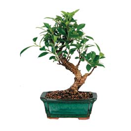  Ankara Sincan online iek gnderme sipari  ithal bonsai saksi iegi  Ankara Sincan yurtii ve yurtd iek siparii 