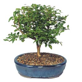  Ankara Sincan �i�ek sipari�i vermek  ithal bonsai saksi �i�egi  Ankara Sincan �i�ek g�nderme 