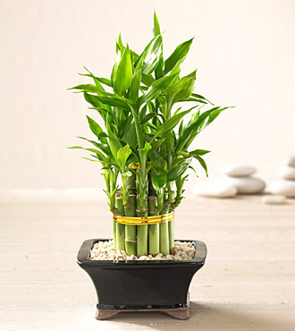 Lucky Bamboo saksi �i�egi  cicek siparisi Ankara Sincan cicek , cicekci 