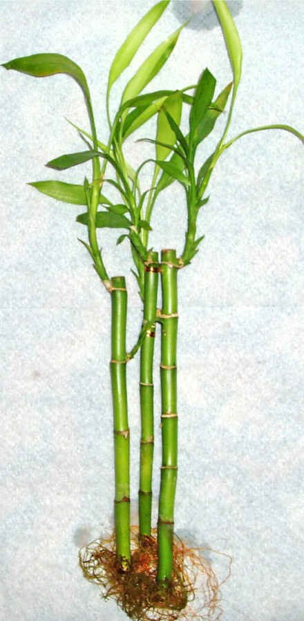 Lucky Bamboo 3 adet vazo hediye edilir   Ankara Sincan hediye sevgilime hediye iek 