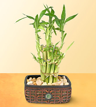 Lucky Bamboo  saksi �i�egi  �i�ek sipari�i Ankara Sincan anneler g�n� �i�ek yolla 