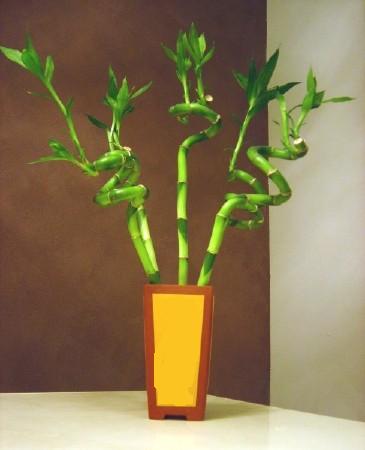 Lucky Bamboo 5 adet vazo ierisinde  cicek siparisi Ankara Sincan cicek , cicekci 