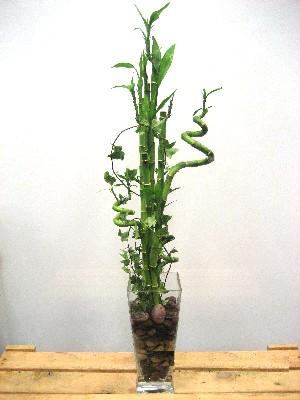Lucky Bamboo sans melegi �i�egi  Ankara Sincan hediye sevgilime hediye �i�ek 