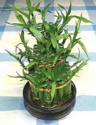 Lucky Bamboo sans melegi �i�egi  Ankara Sincan cicekciler , cicek siparisi 