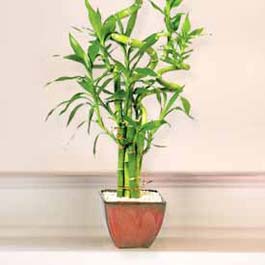 Lucky Bamboo sans melegi �i�egi  Ankara Sincan yurti�i ve yurtd��� �i�ek sipari�i 