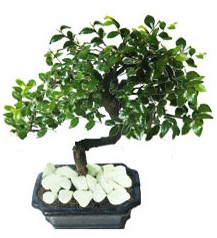 9 yasinda Bonsai agaci  Sincan �i�ek sipari�i Ankara Sincan �i�ek yolla 