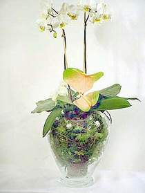  Ankara Sincan iek siparii sitesi  Cam yada mika vazoda zel orkideler