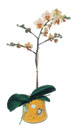  iek siparii Ankara Sincan anneler gn iek yolla  Phalaenopsis Orkide ithal kalite