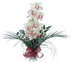  Ankara Sincan online iek gnderme sipari  Dal orkide ithal iyi kalite