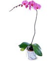  Ankara Sincan iek online iek siparii  Orkide ithal kaliteli orkide 