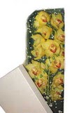  Ankara Sincan hediye �i�ek yolla  Kutu i�erisine dal cymbidium orkide