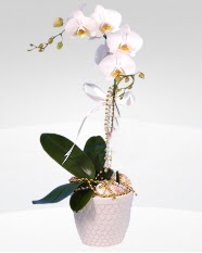 1 dall orkide saks iei  Ankara Sincan iek gnderme 