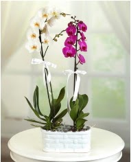 1 dal beyaz 1 dal mor yerli orkide saksda  Ankara Sincan online ieki , iek siparii 
