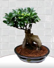saks iei japon aac bonsai  Ankara Sincan nternetten iek siparii 