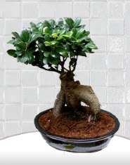 saks� �i�e�i japon a�ac� bonsai  Ankara Sincan �nternetten �i�ek sipari�i 