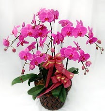 6 Dall mor orkide iei  Ankara Sincan kaliteli taze ve ucuz iekler 