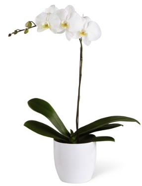 1 dall� beyaz orkide  Ankara Sincan �i�ek ma�azas� , �i�ek�i adresleri 