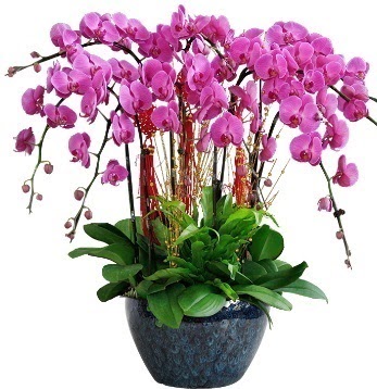 9 dall mor orkide  Ankara Sincan iek maazas , ieki adresleri 