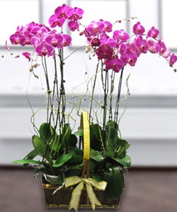 4 dall� mor orkide  Ankara Sincan �i�ek g�nderme sitemiz g�venlidir 