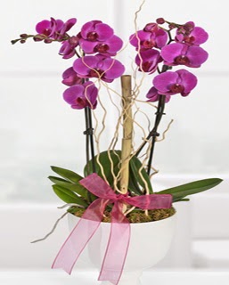 2 dall nmor orkide  Ankara Sincan kaliteli taze ve ucuz iekler 
