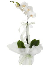 1 dal beyaz orkide iei  Ankara Sincan 14 ubat sevgililer gn iek 
