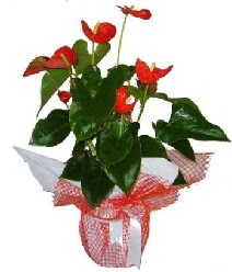 Antoryum saks� i� mekan s�s bitkisi  Ankara Sincan online �i�ek�i , �i�ek sipari�i 