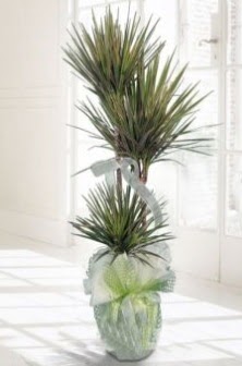 Marginata Tricolor ��l� Saks� bitkisi  Ankara Sincan 14 �ubat sevgililer g�n� �i�ek 