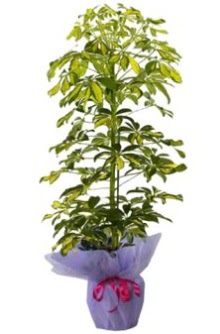 Schefflera Tekli �� mnekan saks� �i�e�i  Ankara Sincan �i�ek sipari�i vermek 